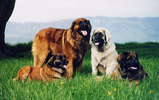 are leonbergers good family dogs