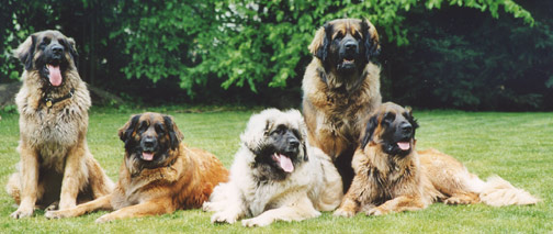 Leonberger Group