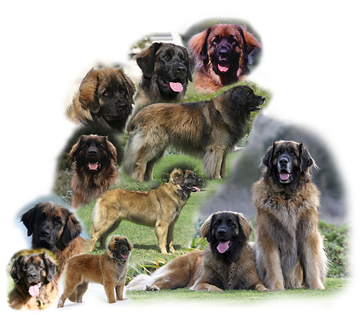 Leonberger Ex Horto Leonis Our Dogs